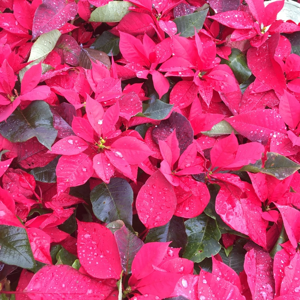 Meet your Posher, Kenyatta